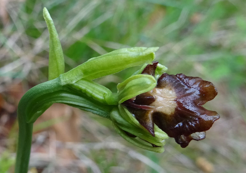 Lusus ? aberrazione ?....lusus di Ophrys insectifera